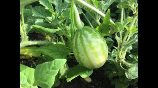 Solar Powered Hydroponic Watermelon [upl. by Andriette352]