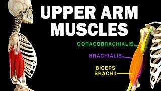 UPPER LIMB MUSCLES 36  UPPER ARM MUSCLES [upl. by Ayk]