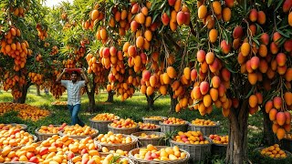 Como los agricultores MEXICANOS producen miles de toneladas de mangos cada año de esta manera [upl. by Verras]