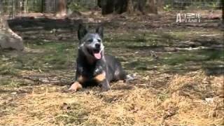 Dogs 101 Australian Cattle Dog [upl. by Jocelyne764]