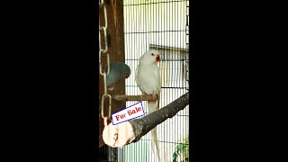 Rose Indian Ringneck  birds parrots cute pet [upl. by Drabeck]