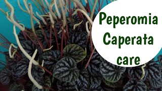 How to care peperomia Tips and tricks [upl. by Adnal]