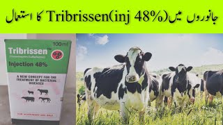 Tribrissen injection 48 Uses [upl. by Enneirb223]