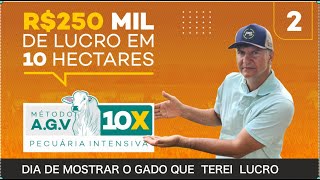 LUCRO DE 250 MIL REAIS COM BEZERROS EM 10 HECTARES [upl. by Valli]