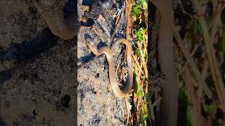 A brown earth snake earthsnake nature snake cool foryou wildlife music [upl. by Fabiola578]