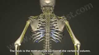 What is Cervical Radiculopathy Disc Bulge Herniation [upl. by Dodwell]