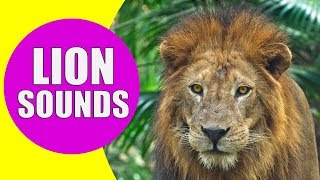 LION SOUNDS for Kids  Learn Roaring Growling and Purring Sound Effects of Lions [upl. by Christopher215]