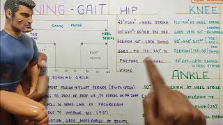 RUNNING GAIT KINEMATICS Gait BiomechanicsPhysiotherapy Tutorial [upl. by Aronas298]