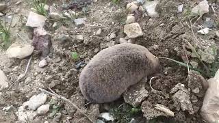 A mole digging a hole caught on camera [upl. by Dranreb]