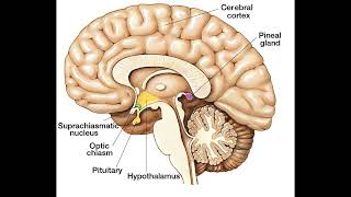 The Crucifixion of Christ Pineal Gland Pts 1 amp 2 [upl. by Burrow]