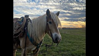 Haflinger Trail amp Ranch Horse For Sale [upl. by Atsillac]