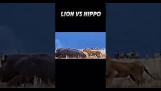 Lion vs hippos trending animals wildlife viralvideo lion hippopotamus [upl. by Olivia]