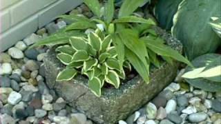 Hostas in Containers [upl. by Nevad]