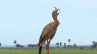 O Canto da Seriema Cariama cristata [upl. by Yedarb]