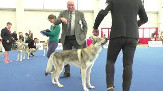 Specialty Czechoslovakian Wolfdog Males Champion Class [upl. by Celeste428]