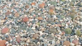 Lithops seedlings 1 yr old [upl. by Gudren705]