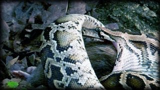 Python eats Rat 08  Time Lapse  Dangerous Animals [upl. by Krissie]