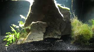 Killifish and Cherry Shrimp Breeding Projects 112224 [upl. by Gnohc]