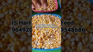 Prices at IS Hari Patti Goat Feed Mumbai [upl. by Yendahc]