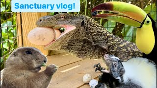 Croc monitor eating sanctuary vlog [upl. by Albertine2]