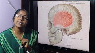 Lecture OnTemporal and Infratemporal Region [upl. by Yerfdog]