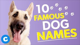 10 Famous Dog Names  Chewy [upl. by Wait]