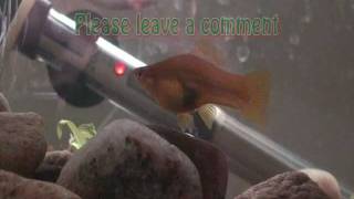 Swordtail give birth to young [upl. by Raeann]