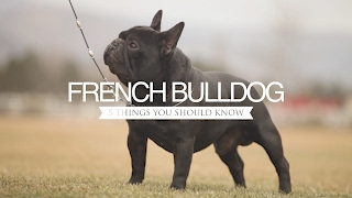 FRENCH BULLDOG FIVE THINGS YOU SHOULD KNOW [upl. by Wichman]