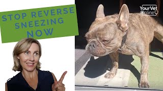 Reverse Sneezing In Dogs Why It Occurs How To Stop amp Prevent It 🐶 [upl. by Eirrok935]