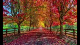 Intentionally Blurred Autumn Video [upl. by Lockwood]