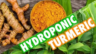 New Hydroponic System Design Hydroponic Turmeric amp Updates [upl. by Mario]