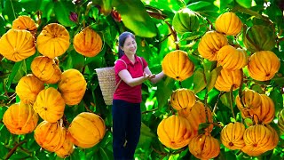 Harvesting Garcinia Cowa amp Goes To Market Sell  Gardening And Cooking  Lý Tiểu Vân [upl. by Rhyne]