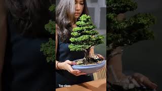 Sekka Hinoki Bonsai bonsai bonsaitree bonsaihunter [upl. by Ayomat]