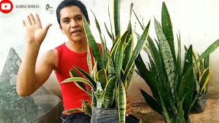 Plantas de Interior Y exterior Resistente al Calor y falta de Riego💧SANSIVIERIA LENGUA DE SUEGRA [upl. by Viguerie549]