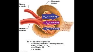 Glomerular Filtration System Urinary [upl. by Hanser69]