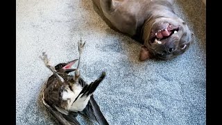 Magpie BIRD Barking like a DOG after being ADOPTED by a STAFFY [upl. by Jac]