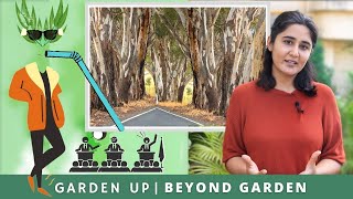 The controversial tree Eucalyptus  Ep 2  Beyond Garden [upl. by Latrina]