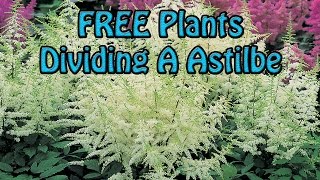 FREE Plants Dividing A Large Astilbe Flower Easy amp Quick [upl. by Mauer]