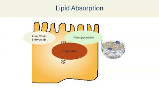 Lipid Digestion Absorption amp Transport [upl. by Cissiee485]