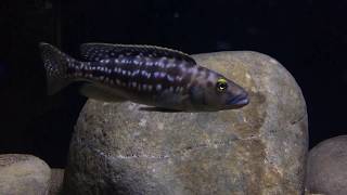 Lepidiolamprologus elongatus [upl. by Olegnaed]