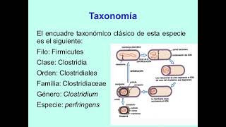 Clostridium perfringens explicado [upl. by Tullusus]