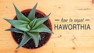 How to Repot a Haworthia [upl. by Anilasor]