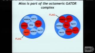 Regulation of growth by the mTOR pathway [upl. by Othe]