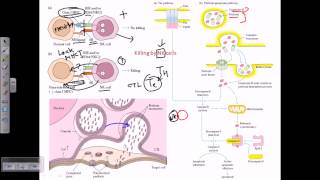 Natural killer cells [upl. by Leur]