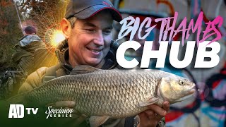 Thames Winter Chub  Big Chub  Phil Spinks Specimen Series [upl. by Odlanir]