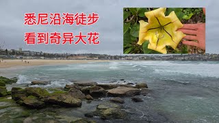 悉尼沿海徒步看到奇异大花Coastal walk from Bondi to Coogee [upl. by Stanleigh377]