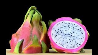 EJDERHA MeyvesiDragon fruit tohumları nasıl çimlendirilir  1 [upl. by Colb]