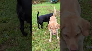 Mud holes and Rain Accountability labradoritependent labsfordisabledvets [upl. by Turpin]