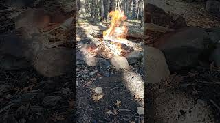 Rewilding Fire Part 4 rewildyourself campfire aussiebushman [upl. by Stig248]