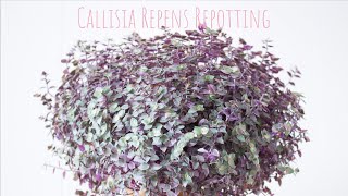 Callisia Repens Repotting amp Propagation Indoor Plants grooming  Pink Callisia Repotting [upl. by Nalon]